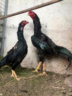 Shamo koppel, Dieren en Toebehoren, Pluimvee, Kip