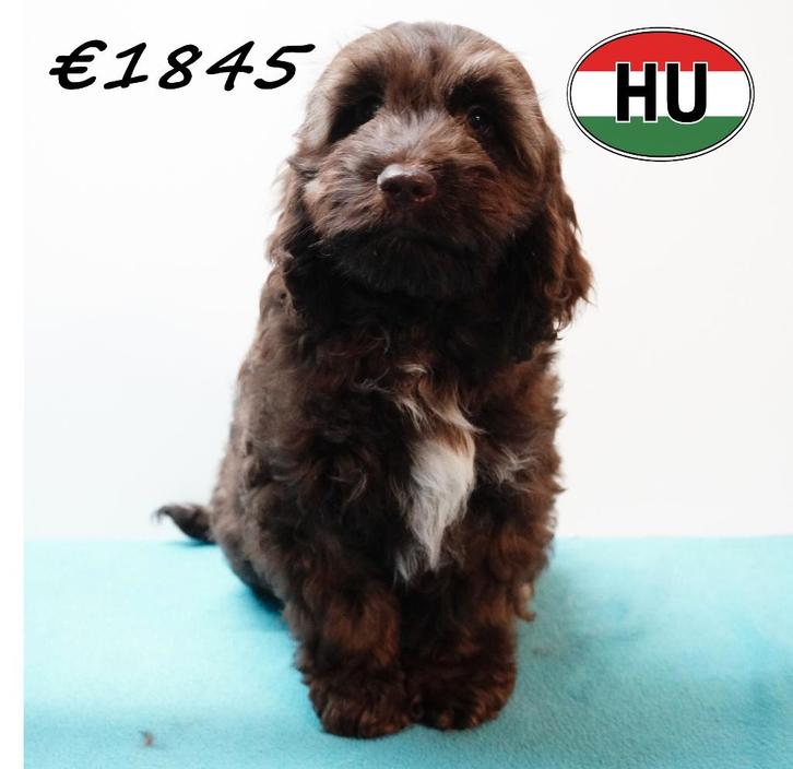 Cockapoo pups te koop (chocolat, chocolat sable), Dieren en Toebehoren, Honden | Chihuahua's en Gezelschapshonden, Meerdere dieren