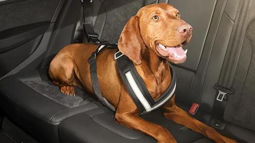 Autohoes en hondentuig, Dieren en Toebehoren, Honden-accessoires, Zo goed als nieuw, Ophalen