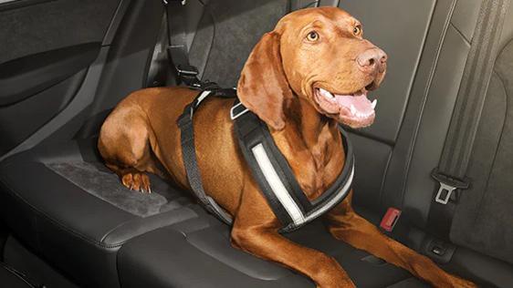 Hondentuig, Dieren en Toebehoren, Honden-accessoires, Nieuw, Ophalen of Verzenden