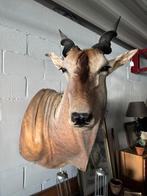 Opgezette antilope kop taxidermie, Verzamelen, Ophalen, Zo goed als nieuw, Wild dier, Gewei of Kop