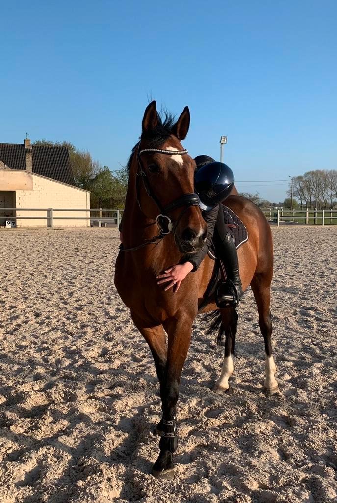 Stalhulp/ ruiter aangeboden, Dieren en Toebehoren, Paarden