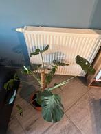 Monstera deliciosa, Ophalen, Minder dan 100 cm