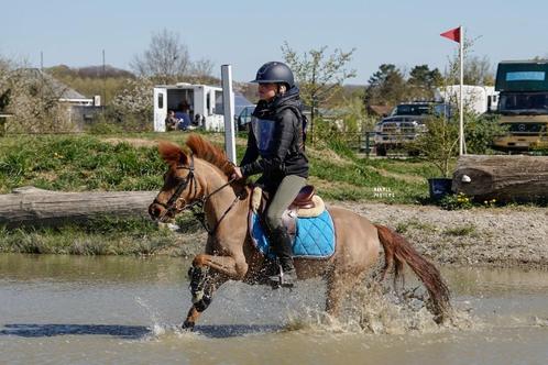 Geweldige A pony met winnersmentaliteit, Dieren en Toebehoren, Pony's, Ruin, L, A pony (tot 1.17m), Springpony, 7 tot 10 jaar