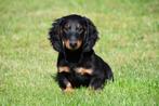 Langharige (black and tan) Teckel pups te koop