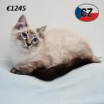 Ragdoll kittens te koop, Dieren en Toebehoren, Katten en Kittens | Raskatten | Langhaar, Meerdere dieren, Gechipt, 0 tot 2 jaar
