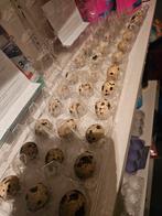 Broedeiren Japanse kwartels