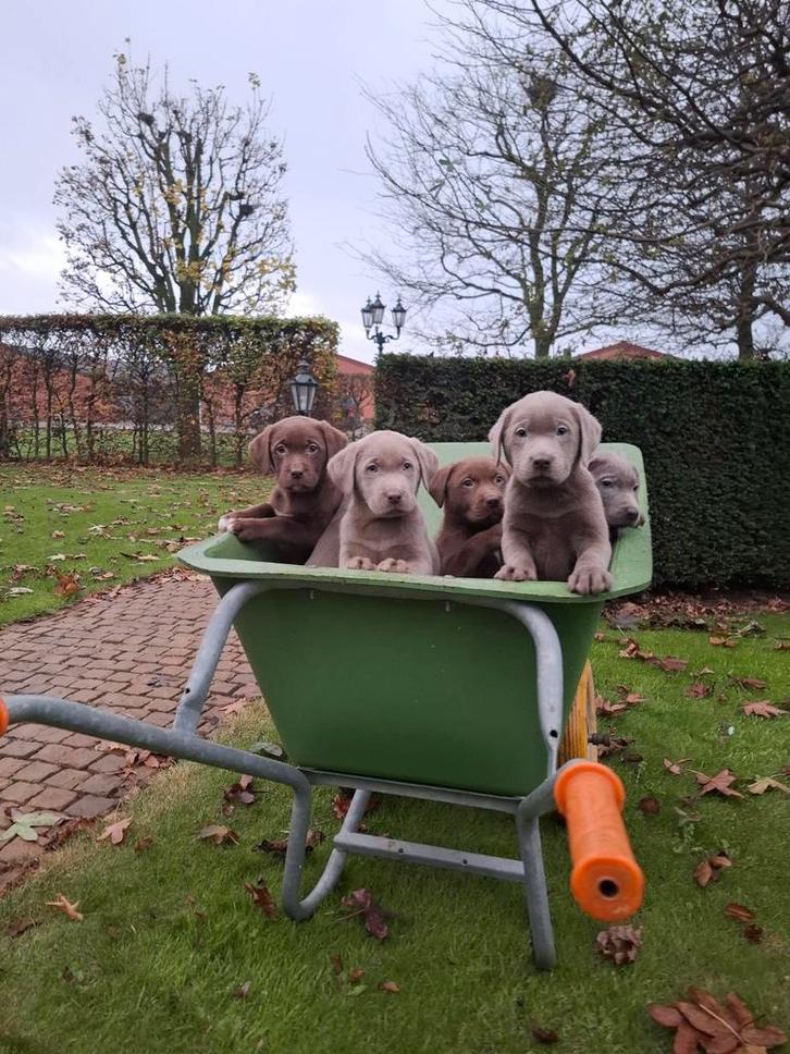 Labrador pups, Dieren en Toebehoren, Honden | Retrievers, Spaniëls en Waterhonden, Meerdere dieren, Labrador retriever, Fokker | Professioneel