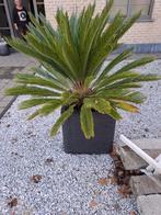 Cycas Revoluta - vredespalm, Tuin en Terras, Ophalen