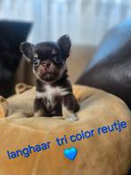 Prachtige langharige en kortharige chihuahua pups, Dieren en Toebehoren, Honden | Chihuahua's en Gezelschapshonden, België, Fokker | Hobbymatig