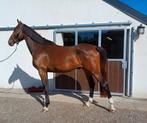 Grote lieve 3jarige ruin, Dieren en Toebehoren, Paarden, 175 cm of meer, Gechipt, Ruin, Dressuurpaard