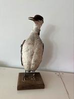 Taxidermie zeekoet, Antiek en Kunst, Ophalen