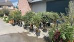 Olijfbomen olea europaea!, Ophalen