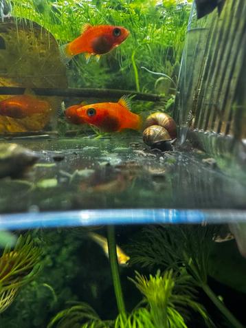 Rode Platy Mix beschikbaar voor biedingen