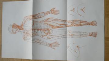 energiekaarten acupressuur beschikbaar voor biedingen