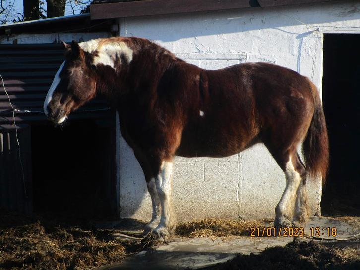 à cheval aux 3 allures seule en forêt très brave, Dieren en Toebehoren, Paarden, Merrie, M, 165 tot 170 cm, 11 jaar of ouder, Recreatiepaard