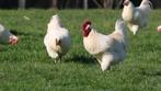 Kuikens poule de bresse verwacht 7 mei RESERVEER NU, Dieren en Toebehoren, Pluimvee, Meerdere dieren, Kip