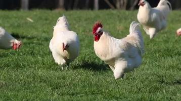 Kuikens poule de bresse verwacht 7 mei RESERVEER NU, Dieren en Toebehoren, Meerdere dieren, Kip