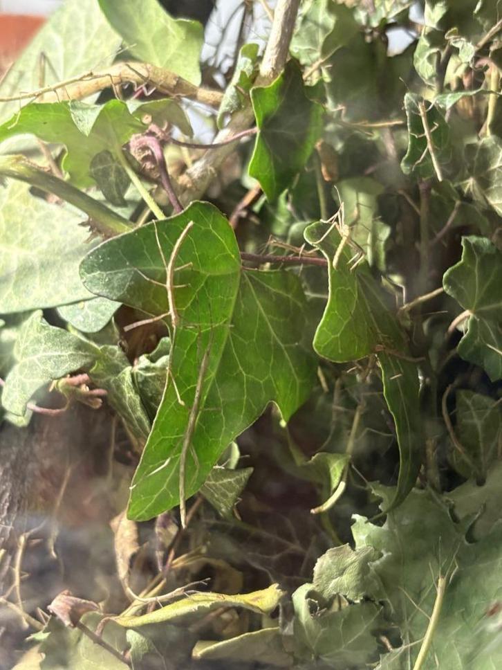 Met veel liefde verzorgde Indische wandelende takken, Dieren en Toebehoren, Insecten en Spinnen