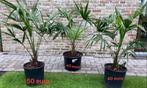 Trachycarpus Fortunei winterhard, Jardin & Terrasse, Plantes | Jardin, Enlèvement