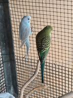 Jonge grasparkietjes, Dieren en Toebehoren, Meerdere dieren, Parkiet
