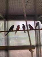Bourke's, Dieren en Toebehoren, Meerdere dieren, Parkiet