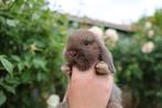 Zeer mooi minilop voedstertje, Dieren en Toebehoren, Vrouwelijk, Klein, Hangoor, 0 tot 2 jaar