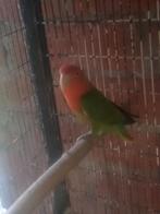 Dwergpapegaai pop, Dieren en Toebehoren, Vrouwelijk, Dwergpapegaai of Agapornis, Geringd