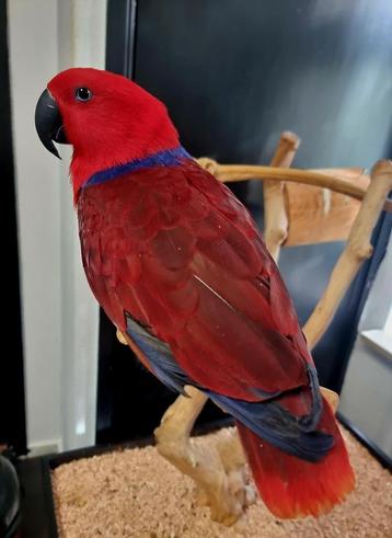 Super tamme Edelpapegaai beschikbaar voor biedingen