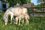 AMHA/NMPRS minipaard merries en hengstveulen, Dieren en Toebehoren, Merrie, Gechipt, Niet van toepassing, 0 tot 2 jaar