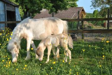 AMHA/NMPRS minipaard merries en hengstveulen, Poney de récréation, Poney A (jusqu'à 1.17 m), 0 à 2 ans, Jument