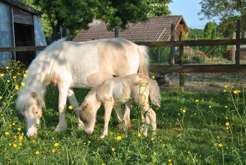 AMHA/NMPRS minipaard merries en hengstveulen, Dieren en Toebehoren, Pony's, Merrie, Niet van toepassing, A pony (tot 1.17m), Recreatiepony