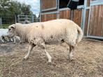 Ram en ooi te koop, Dieren en Toebehoren, Schapen, Geiten en Varkens