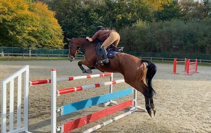 Ruiter aangeboden, Animaux & Accessoires, Chevaux & Poneys | Autres trucs de cheval, Enlèvement