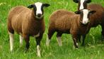 schapen, Mannelijk, Schaap