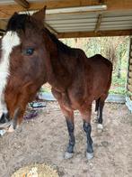 Weide maatje. Moet weg, Dieren en Toebehoren, Paarden, Merrie