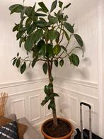 Ficus elastica plante 2m, Jardin & Terrasse