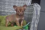 Chihuahua pup ,chihuahua pups, Dieren en Toebehoren, Honden | Chihuahua's en Gezelschapshonden, 15 weken tot 1 jaar, Buitenland