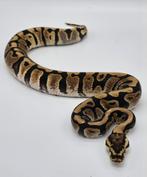 Koningsython Spotnose Calico 100% het Clown, Dieren en Toebehoren, Reptielen en Amfibieën, Slang, 0 tot 2 jaar, Tam