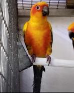 Mâle conure soleil, Dieren en Toebehoren, Mannelijk