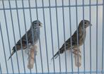 Kruising mexicaanse roodmus x kanarie, Dieren en Toebehoren