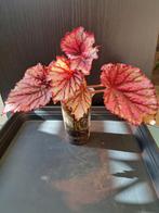 Begonia rex nr 49, Ophalen