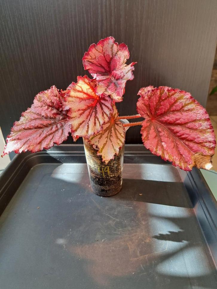 Begonia rex nr 49, Huis en Inrichting, Kamerplanten, Ophalen