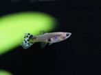 Gratis Blue cobra guppy's vrouwtjes, Dieren en Toebehoren, Vis, Zoetwatervis, Schoolvis