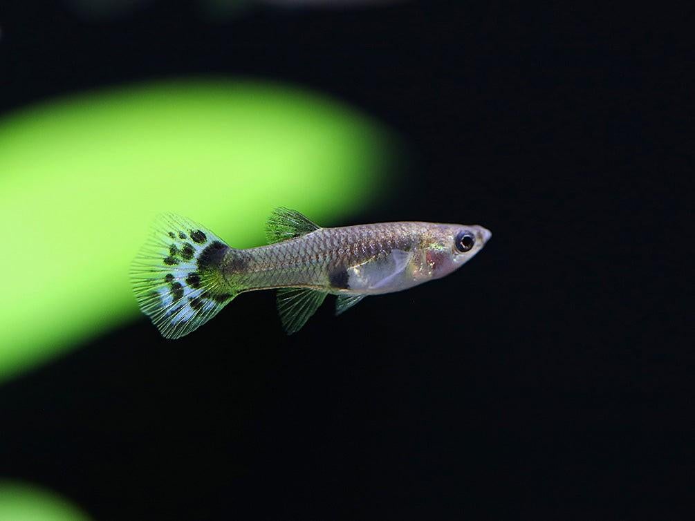 Gratis Blue cobra guppy's mannetjes en vrouwtjes, Animaux & Accessoires, Poissons | Poissons d'aquarium, Poisson d'eau douce, Poisson