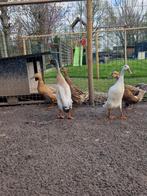 Zeer mooie loopeenden te koop, Eend