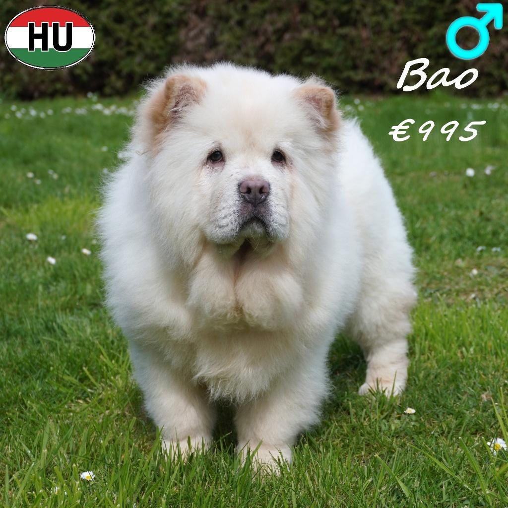 Bao, Chow Chow (crème) à vendre, 15 semaines à 1 an, Chien (mâle), Hépatite contagieuse (maladie de Rubarth), Autres races