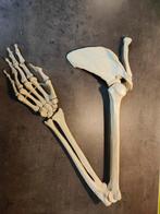 Anatomisch model bovenste lidmaat, Diversen, Schoolbenodigdheden, Ophalen