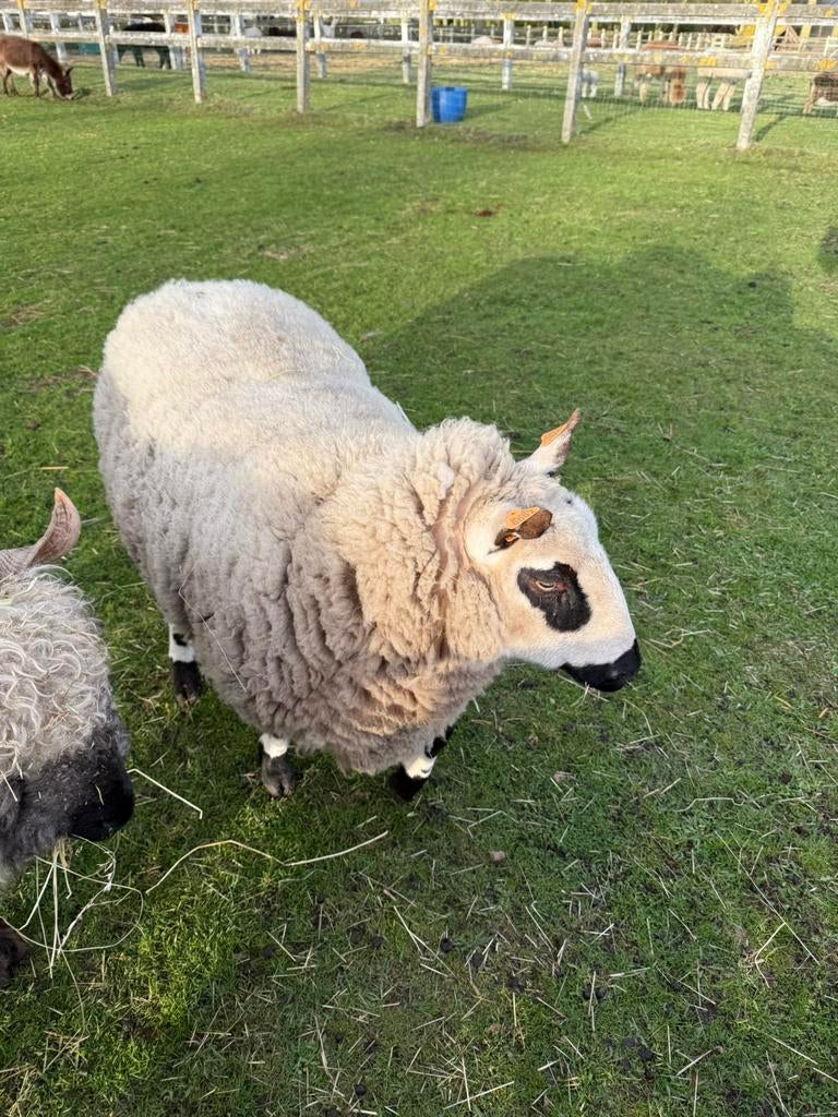 Kerry Hill, Mannelijk, Schaap, 3 tot 5 jaar