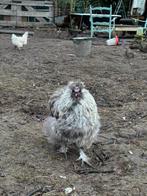 Grijze zijdehoen haan, Mannelijk, Kip